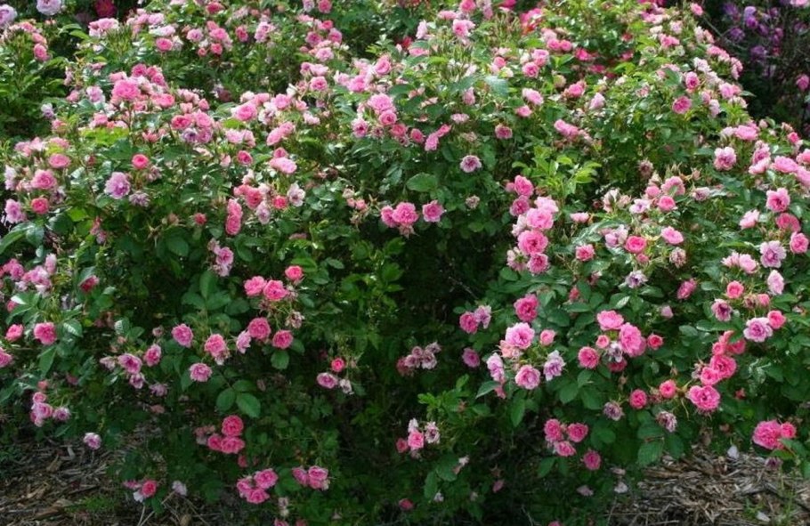 Серо черный букет