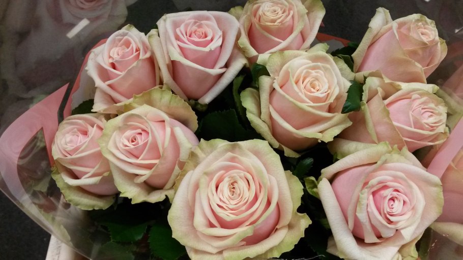 Роза ругоза Гротендорст