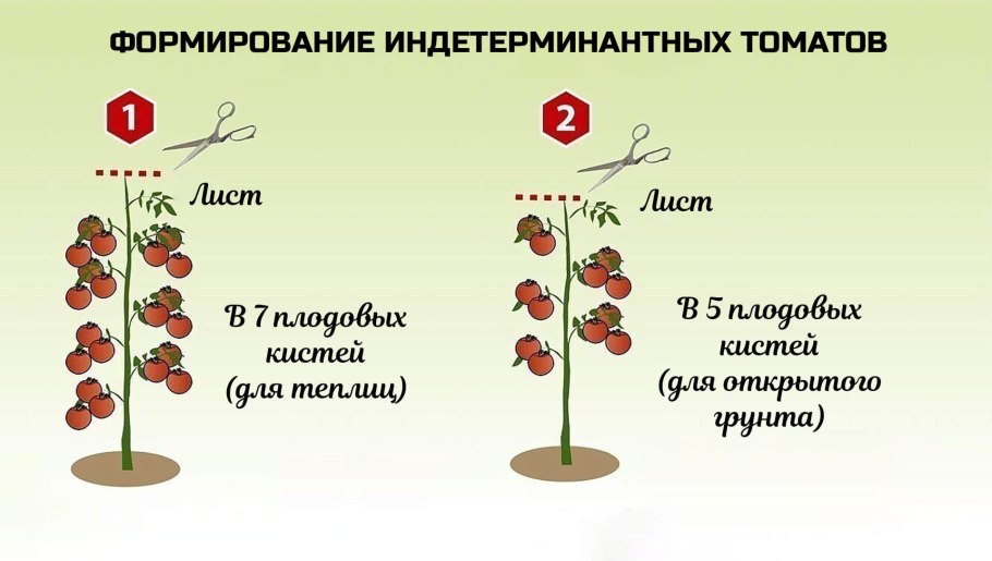Томат детерминантный и индетерминантный