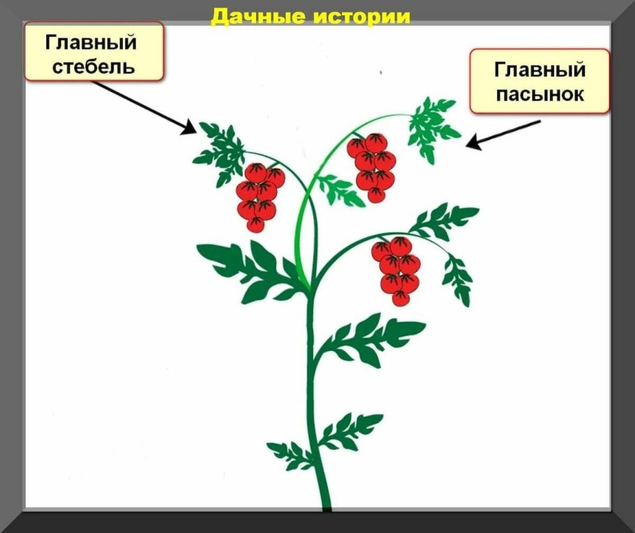 Пасынкование формирование помидор