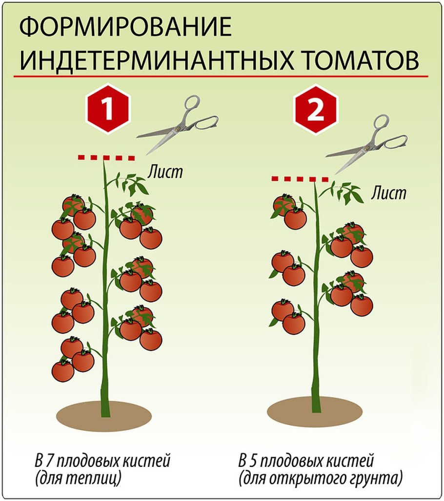 Детерминантный сорт томатов пасынкование