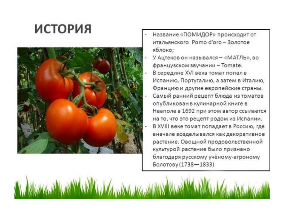 Как прищипывать арбузы и дыни схема