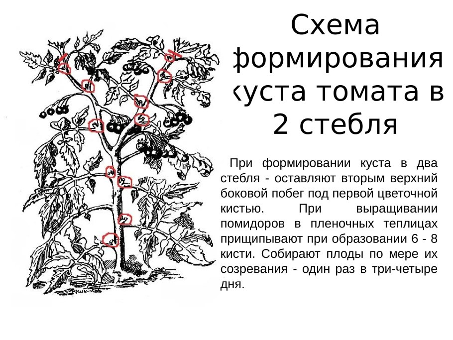 Формирование томатов в 2 стебля в теплице схема