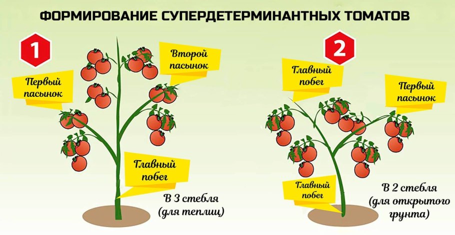 Пасынкование помидор детерминантных сортов