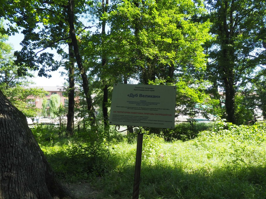 Дуб долгожитель в городе Ливны Орловской области