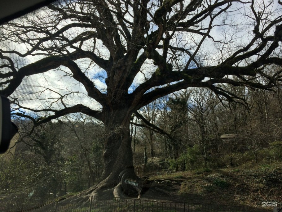 Шолоховский дуб