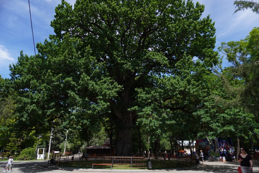 Беловежская пуща дубы великаны