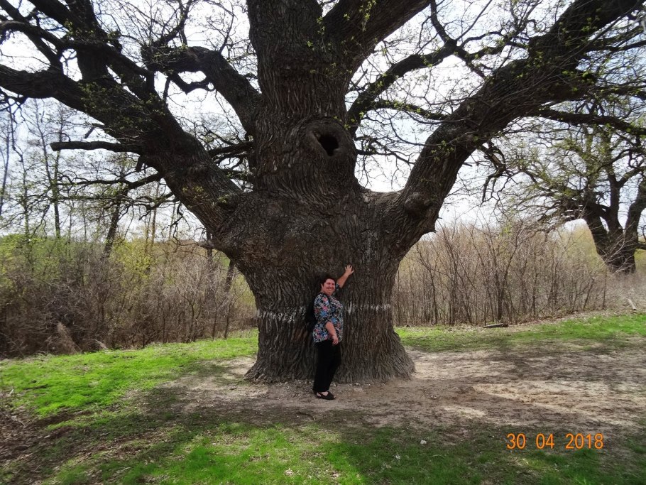 Дуб петра свенский монастырь