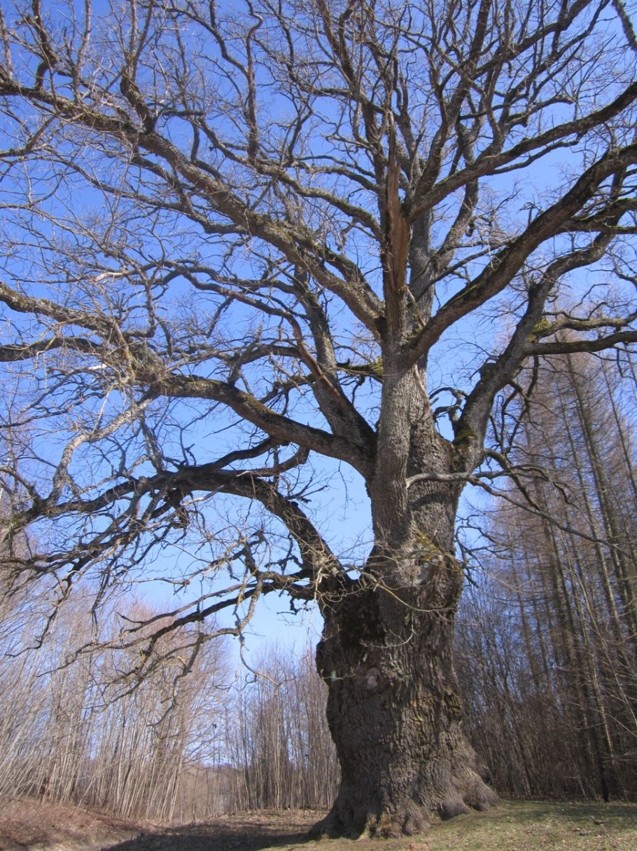Каменно-Бродский Свято-Троицкий мужской монастырь дубы