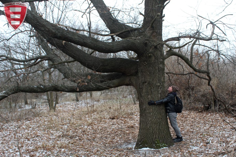 Дуб великан Гремячевка
