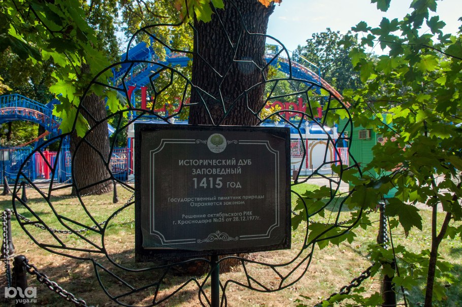 Парк горького краснодар дуб