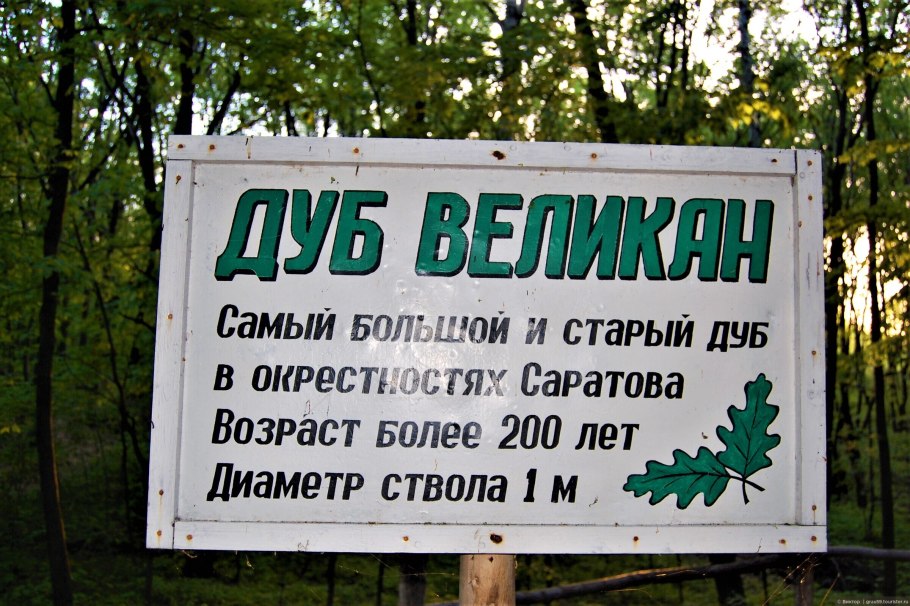 Дуб великан саратов кумысная поляна