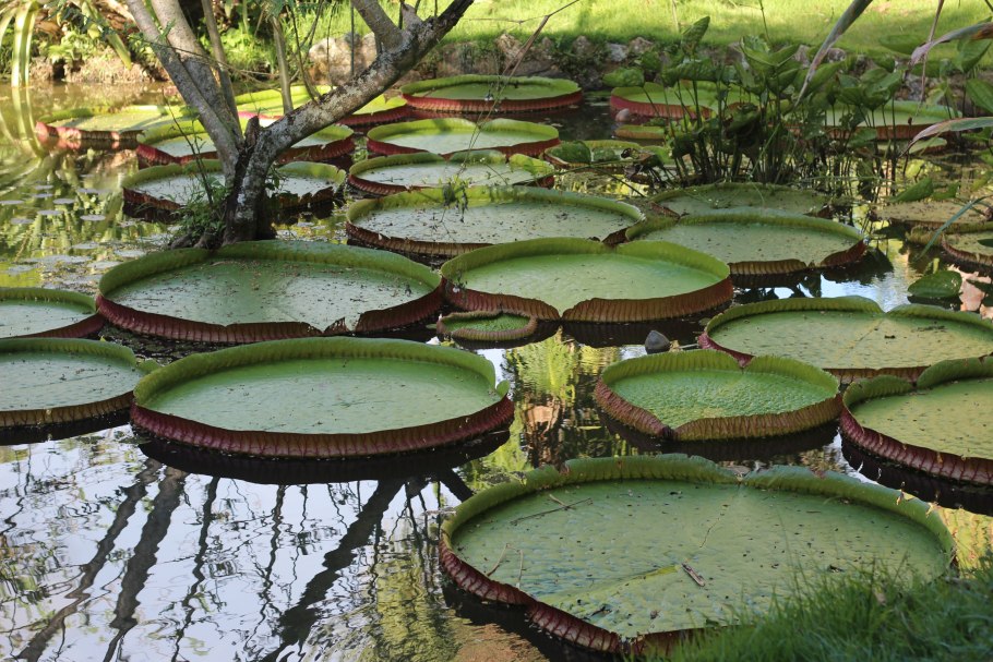 4к джунгли водоем Виктория-Регия