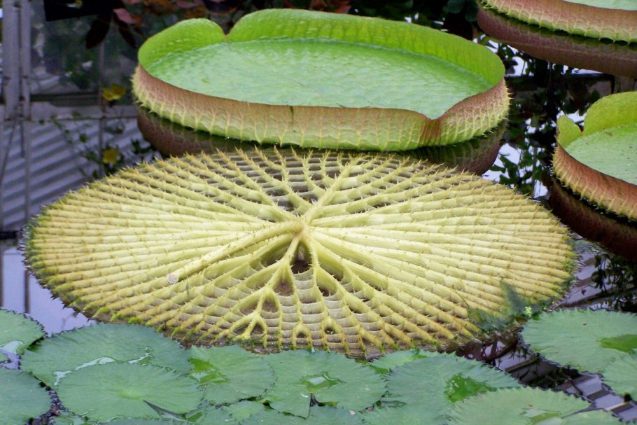 Виктория Амазонская корневище