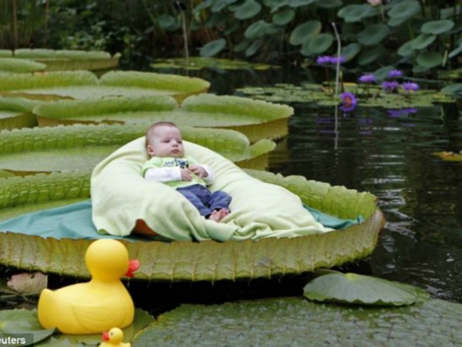 Кувшинка Виктория-Регия