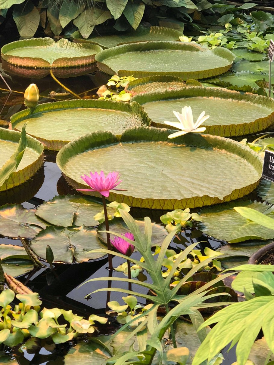 Виктория Регия с ребенком