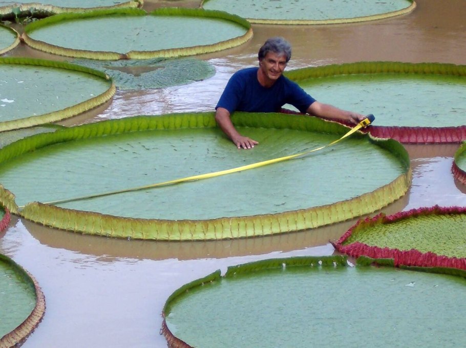 Виктория круциана в Ботаническом саду