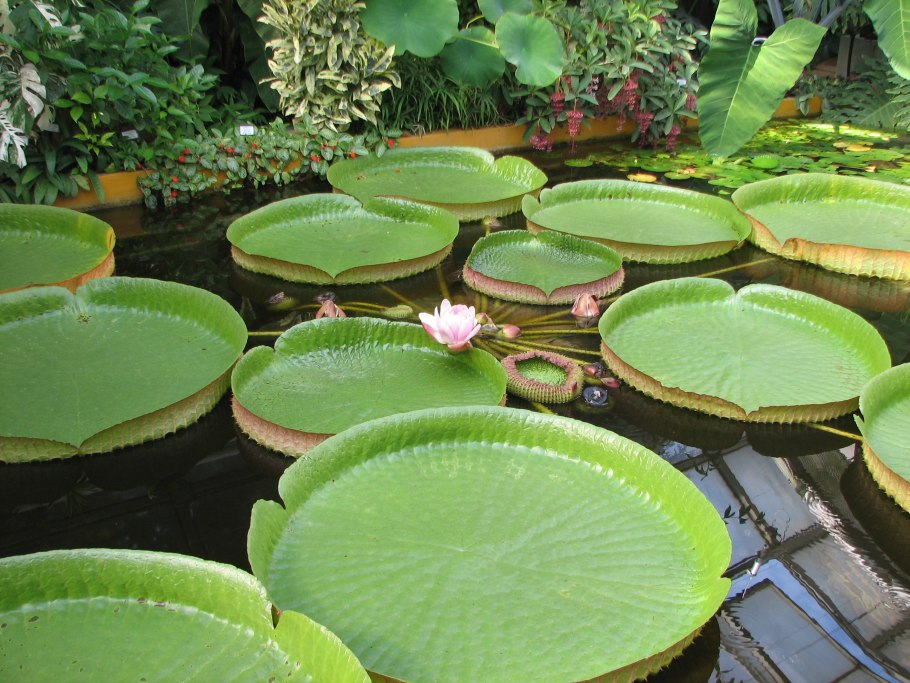 Гигантская кувшинка Виктория-Регия