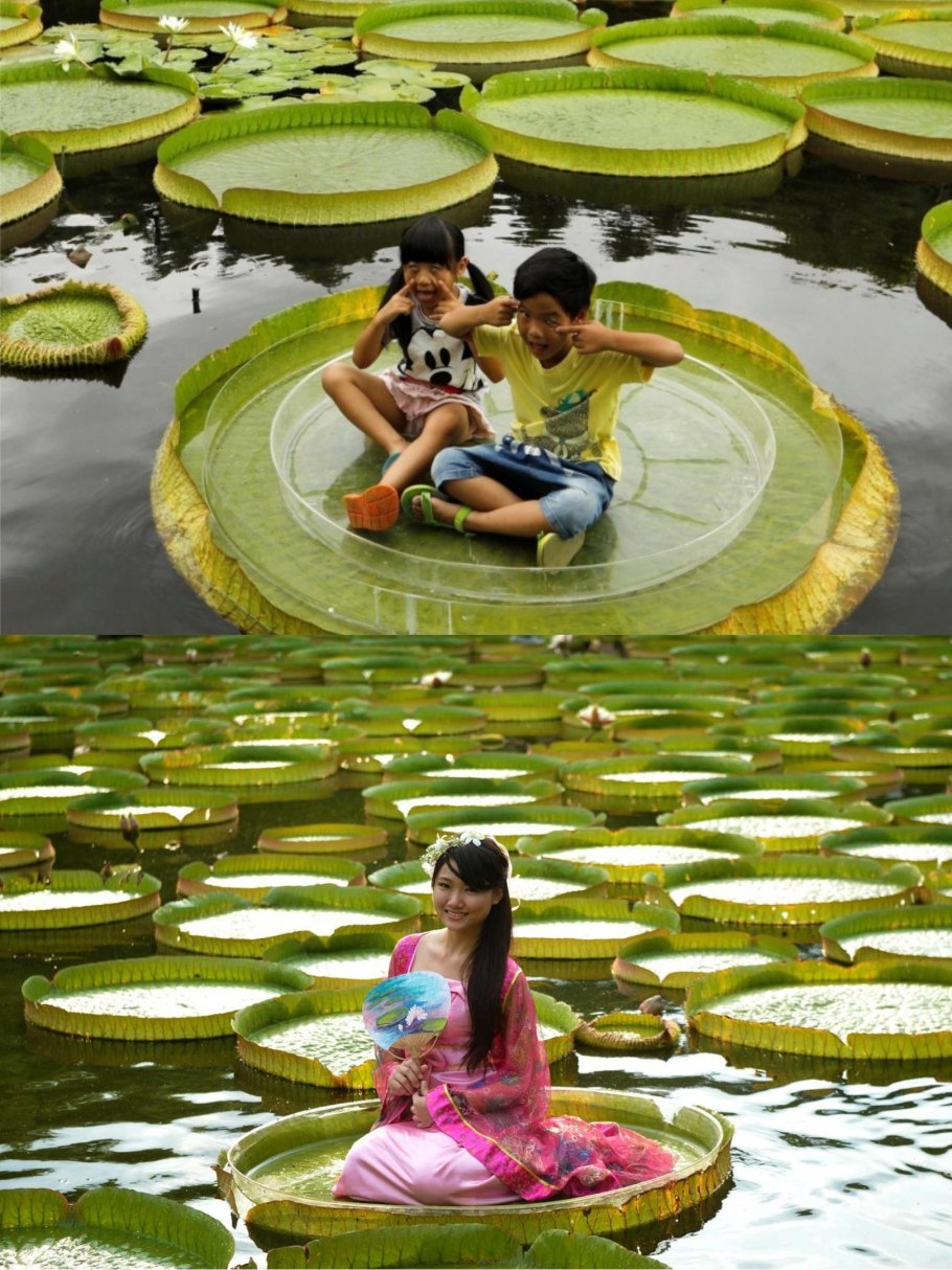 Лотос Виктория Амазонская