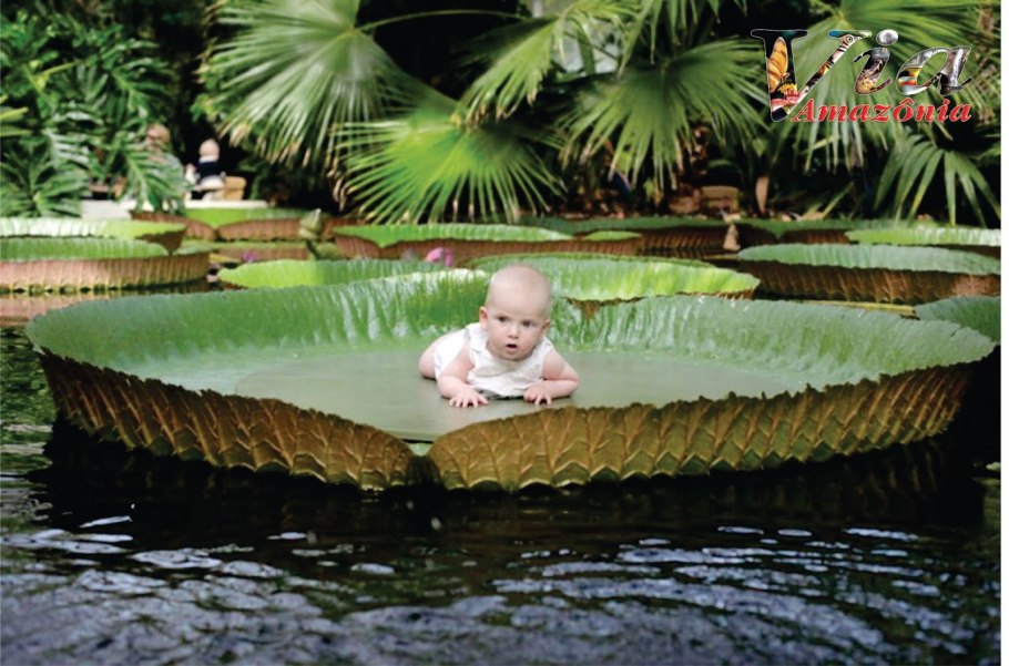 Лотос Виктория Амазонская