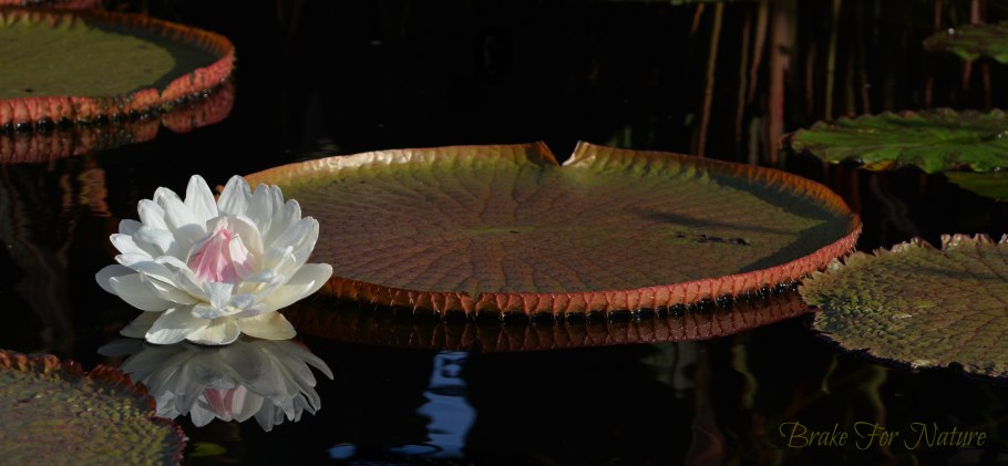 Виктория Амазонская арт