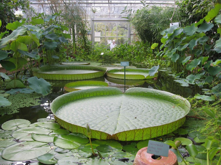 Гигантские кувшинки Виктория Амазонская
