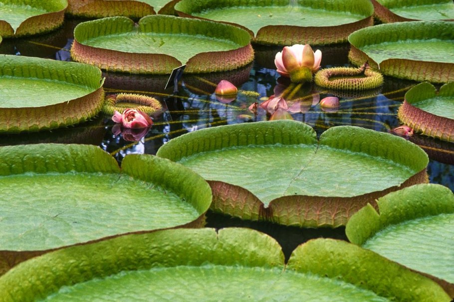 Виктория круциана