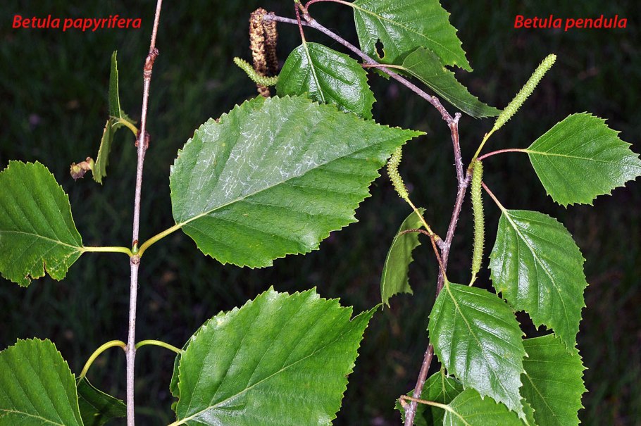 Береза повислая Betula pendula Roth