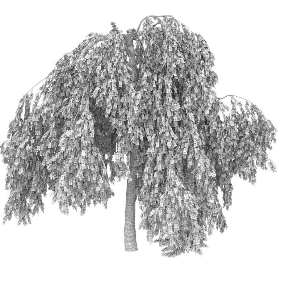 Betula pubescens Ботаническая иллюстрация