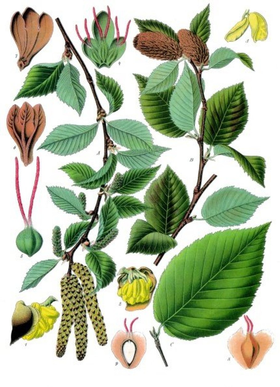 Betula pubescens гербарий