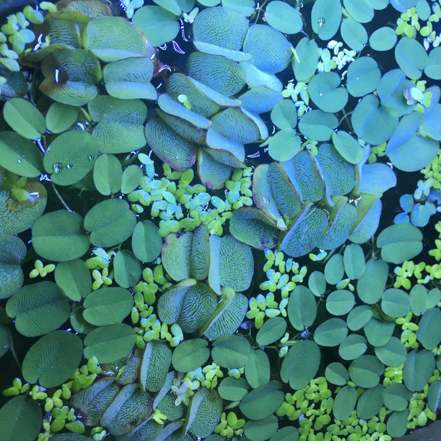Salvinia oblongifolia