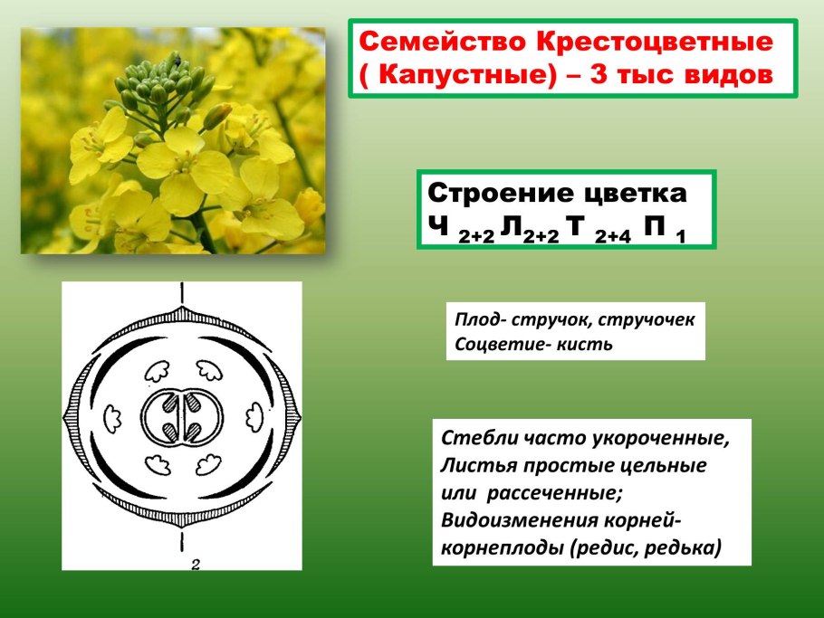 Семейство крестоцветные капустные таблица