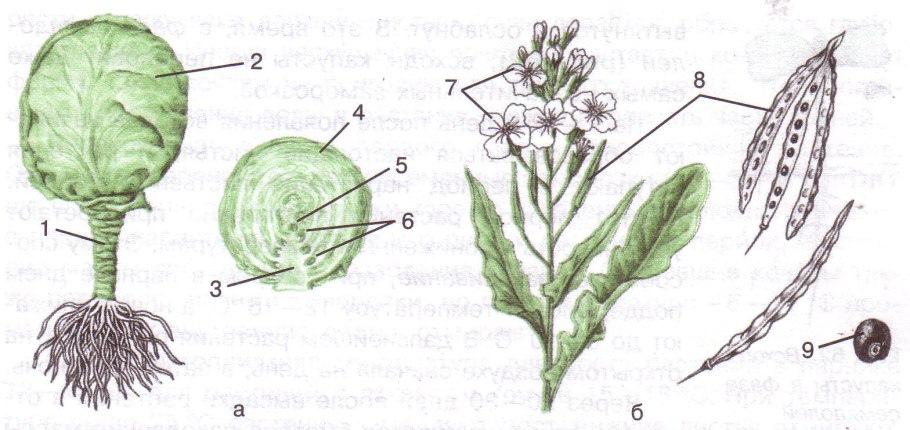 Горчица сарептская (Brassica juncea l.)