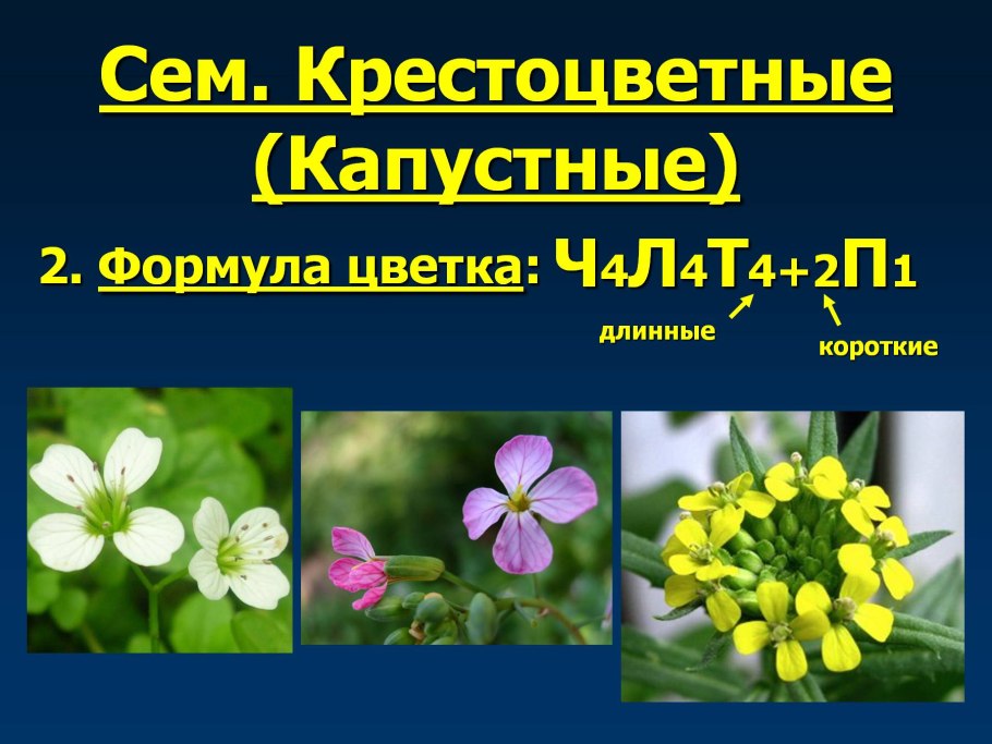 Формула крестоцветных капустных цветков
