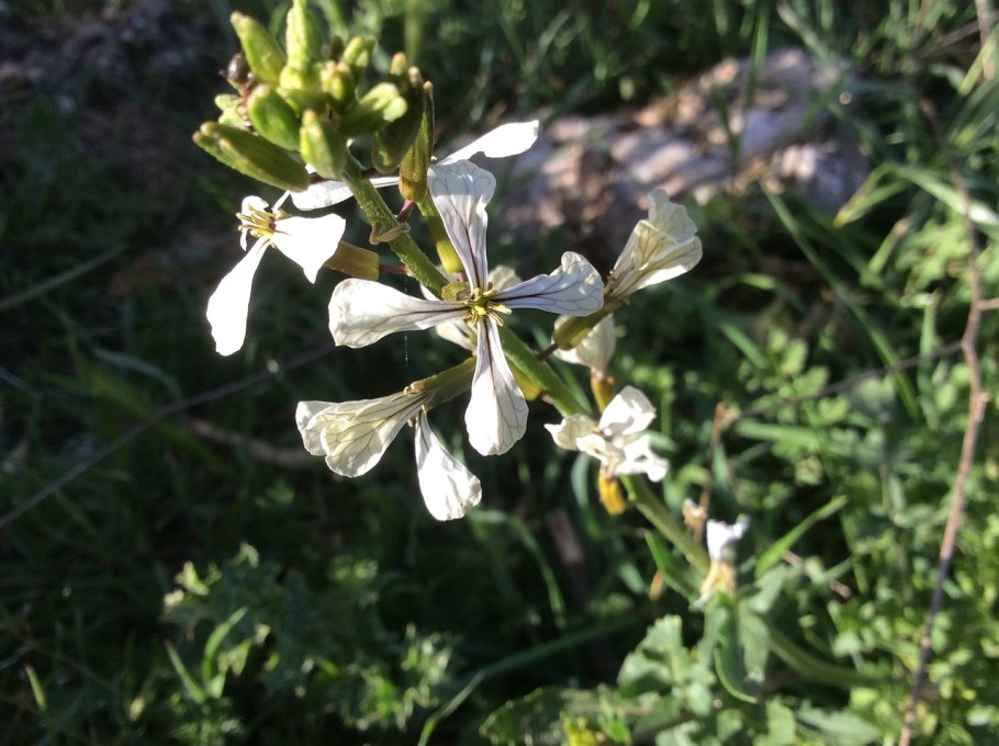 Желтушник (Erysimum)