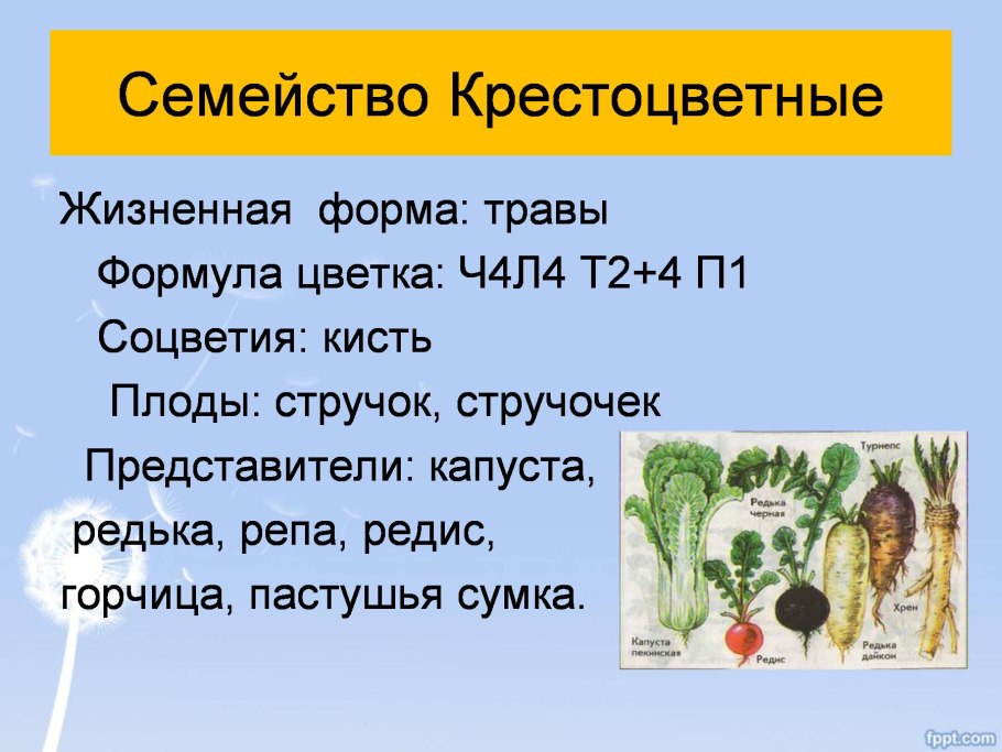 Семейство крестоцветные жизненные формы