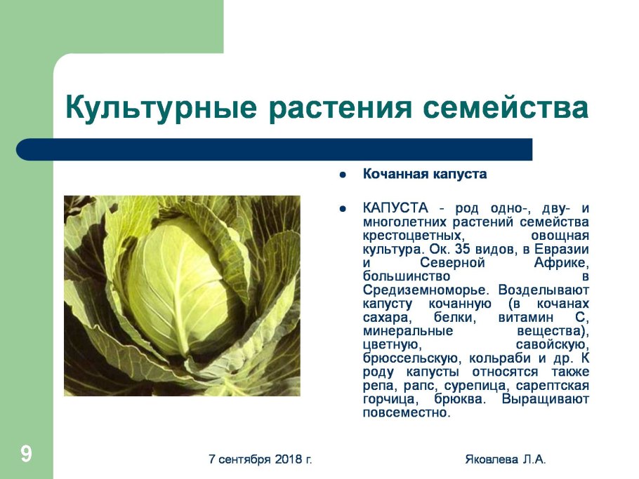 Таблица класс двудольные семейство крестоцветные капустные