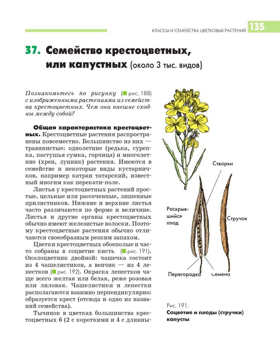 Семейство крестоцветные околоцветник