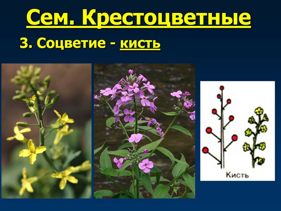 Соцветие крестоцветных растений