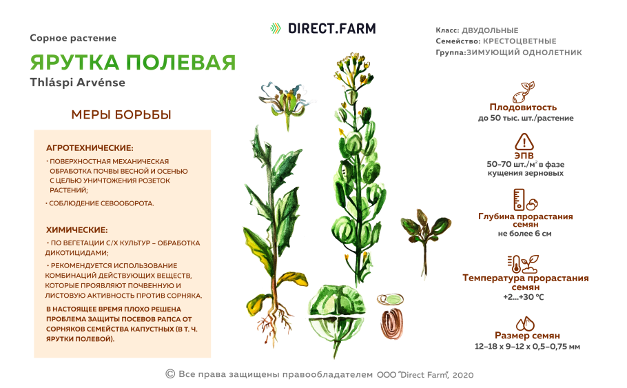 Ярутка Полевая формула цветка