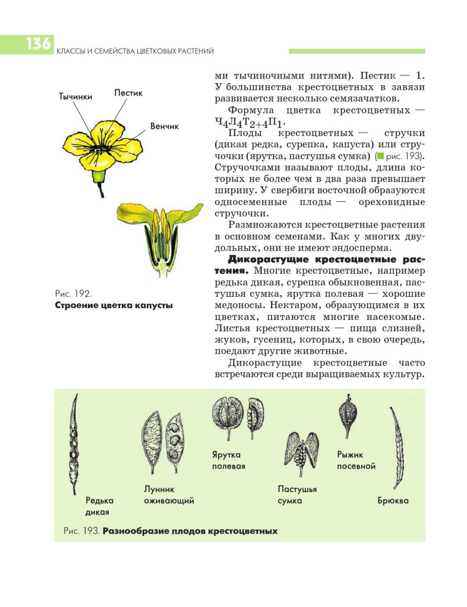 Строение околоцветника крестоцветных растений
