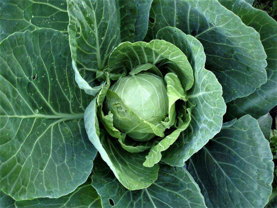 Капуста Полевая (Brassica Campestris)