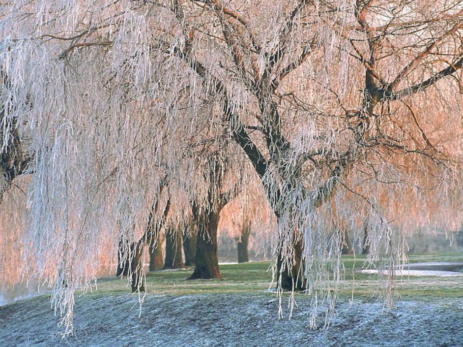Ива пурпурная шаровидная