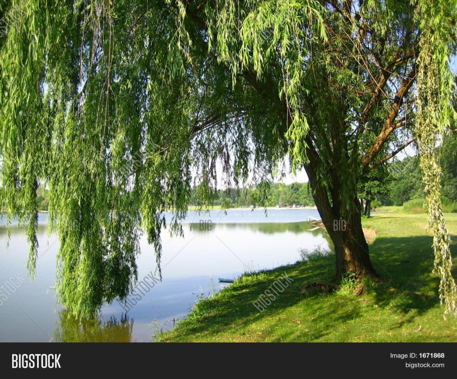 Ива памяти Миндовского