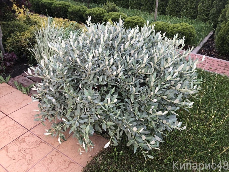 Ива Salix Alba 'vitellina'.