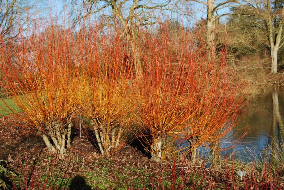 Ива белая (Salix Alba)