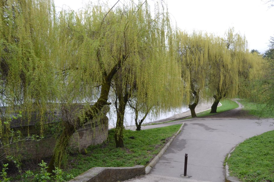 Ива белая (ветла) Salix Alba