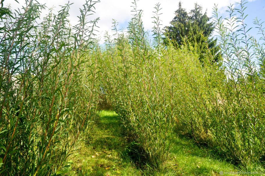 Ива белая (Salix Alba l.)