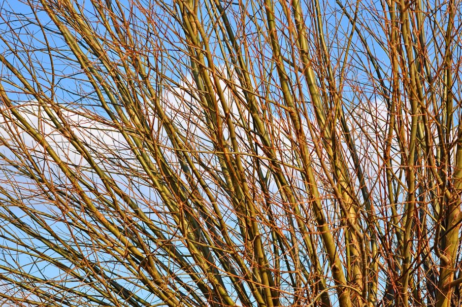 Ива дартс Снейк