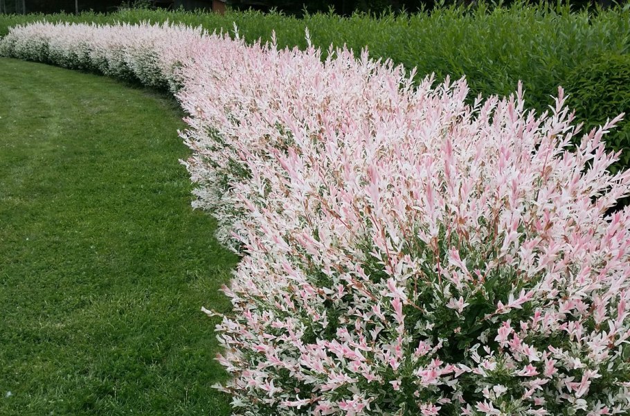 Деревья растущие вдоль рек